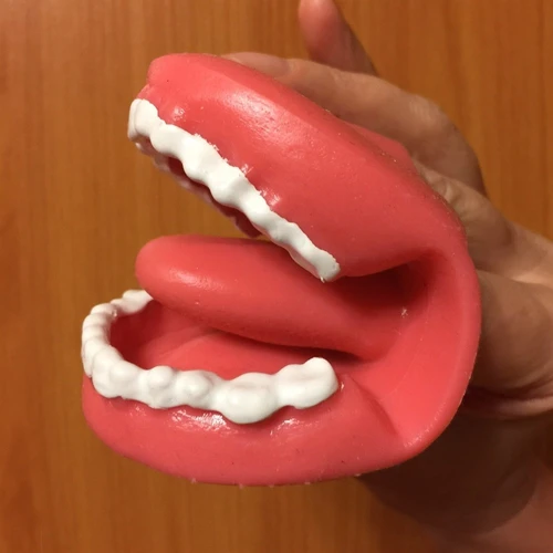 Муляж артикуляционного аппарата 26761 - фото 31270